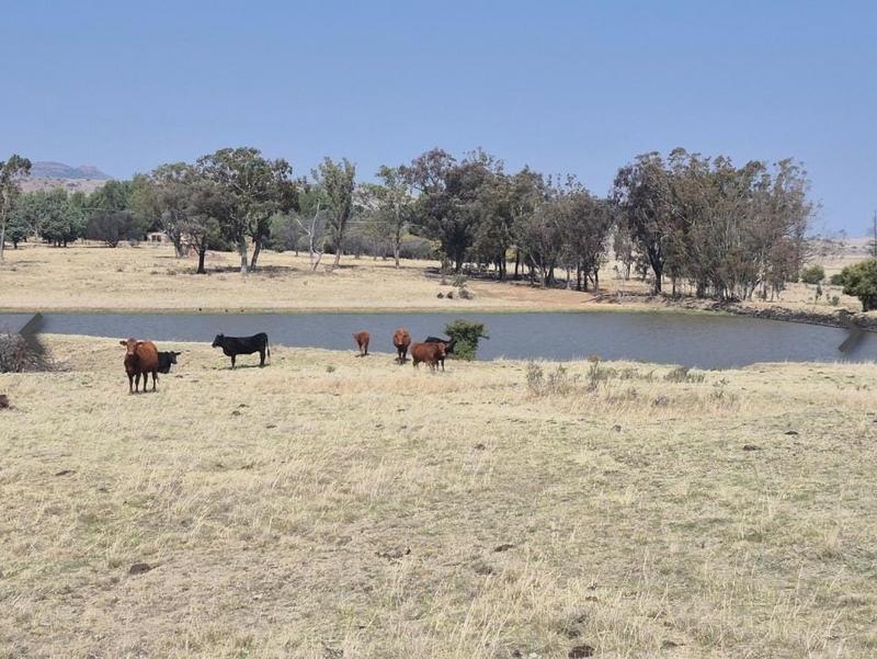17 Bedroom Property for Sale in Ladybrand Free State